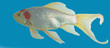 goldfish