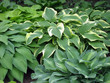 hosta garden