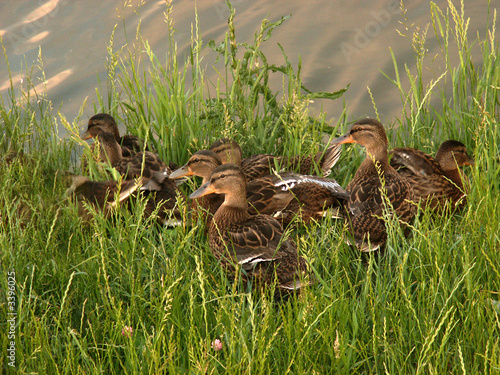 Photo: duck duck