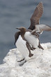 guillemot, bird,