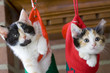 kitten surprise