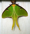 luna moth