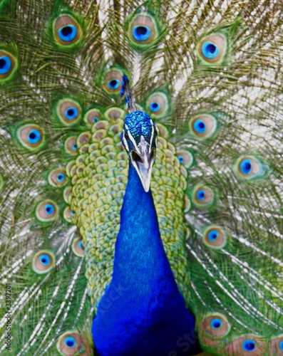 peacock
