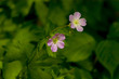 wild purple flowers wild purple flowers
