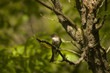 flycatcher 1 flycatcher 1