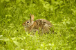 wild rabbit wild rabbit