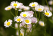 wild daisies of the north wild daisies of the north