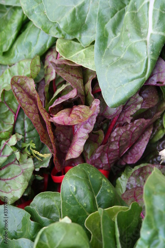 Photo: organic chard organic chard