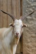 goat