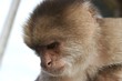 Foto: pensive monkey pensive monkey
