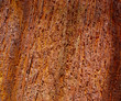 bark