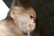 Foto: angry monkey angry monkey