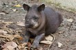 Foto: tapir tapir