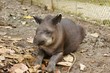Foto: tapir tapir