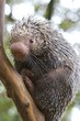 Foto: porcupine porcupine