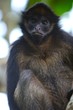 Foto: spider monkey spider monkey