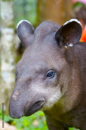 Foto: tapir tapir