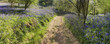 footpath bluebell wood