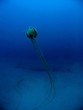 meduse