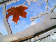 first snow
