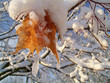 first snow
