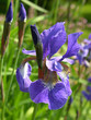 iris
