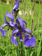 iris
