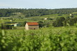 maison de vignes