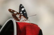 papillon