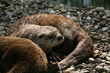 kanadischer otter