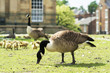 Foto: geese geese