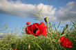 abendmohn 2