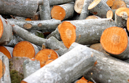 Photo: timber pile timber pile
