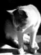 micio