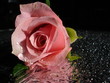 rosenrot
