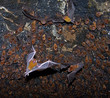 bats in a cave.