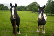 ����: pair of horses � Ariel Bravy #3404626