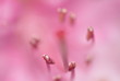 immersi nel rosa immersi nel rosa