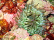 anemone