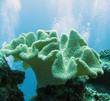 Foto: soft coral (sarcophyton glaucium) soft coral (sarcophyton glaucium)