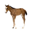 foal