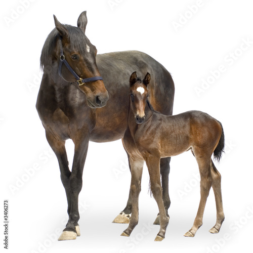 mare with her foal (12 days)