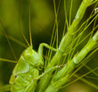 sauterelle verte