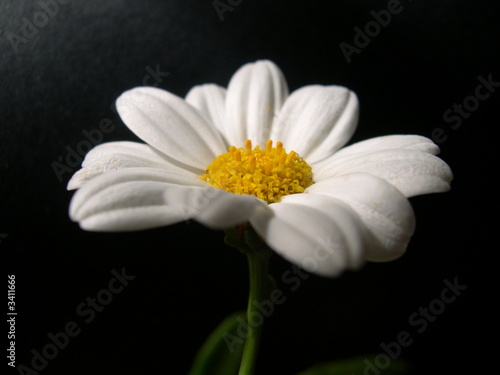 marguerite marguerite