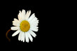 marguerite marguerite