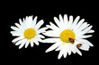 coccinelles coccinelles