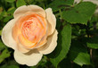pink miniature rose pink miniature rose