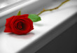 red rose on windowsill red rose on windowsill