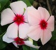 red, white, and pink petunia red, white, and pink petunia