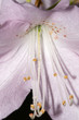 rhododendron rhododendron